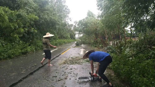住建水利辦派員清理白澤線和合塘線被臺風吹倒的樹木路障03.jpg