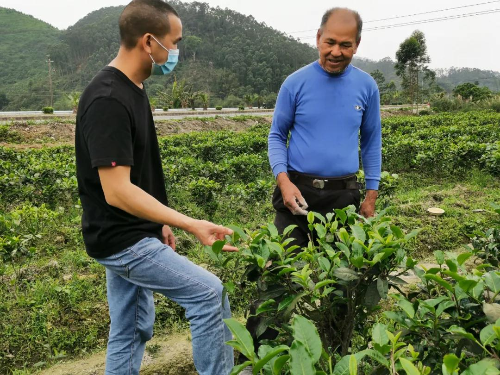 白洞村茶農徐桂元（右）與當地農技員討論清明前后白洞茶的生長情況2.jpg
