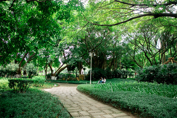 4.荷城公園當年種下的小樹已長大，濃蔭蔽日（程俊飛 攝）.jpg