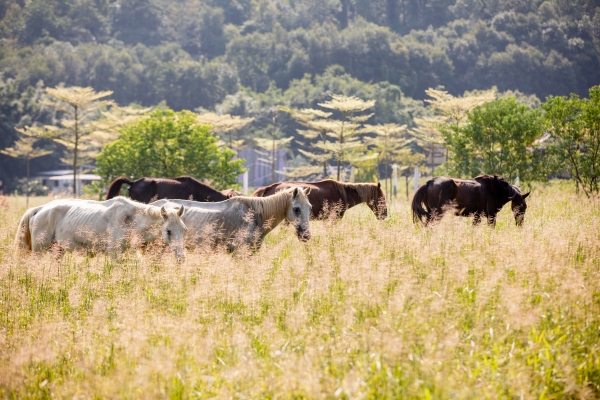 3.村邊牧場綠草如茵，一群駿馬正悠然踱步、低頭覓食，畫面寧靜而充滿詩意（程俊飛 攝）_副本.jpg